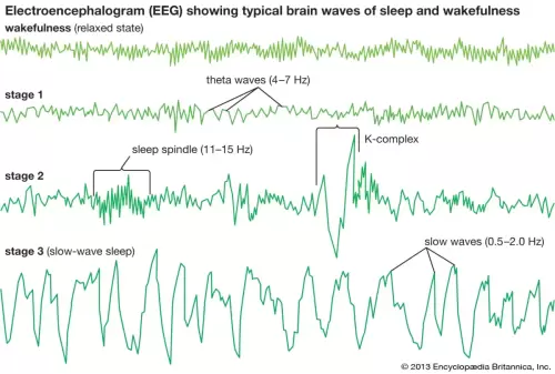 Basic EEG frequencies and sleeps tages